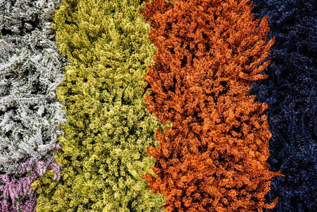 Uniformidad Vs Diversidad